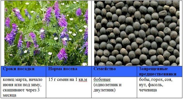 Когда и как правильно сеять сидераты – вся информация в одной статье 