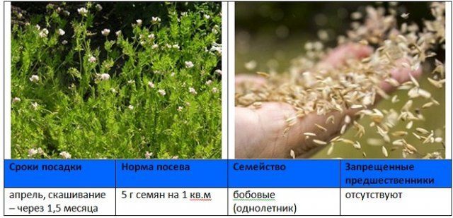 Когда и как правильно сеять сидераты – вся информация в одной статье 