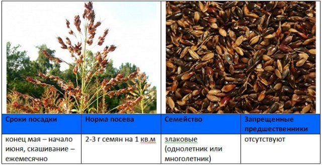 Когда и как правильно сеять сидераты – вся информация в одной статье 