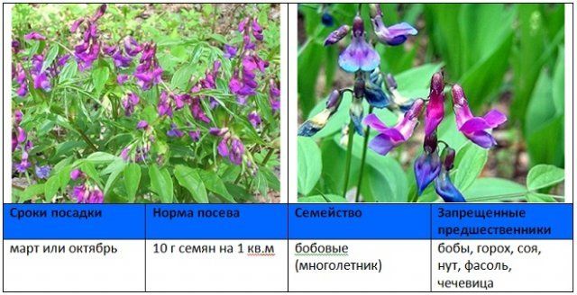Когда и как правильно сеять сидераты – вся информация в одной статье 