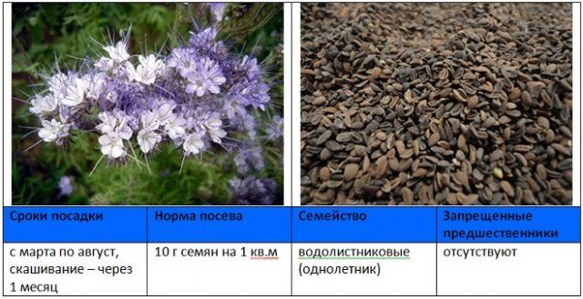 Когда и как правильно сеять сидераты – вся информация в одной статье 
