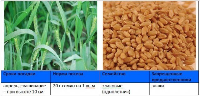 Когда и как правильно сеять сидераты – вся информация в одной статье 
