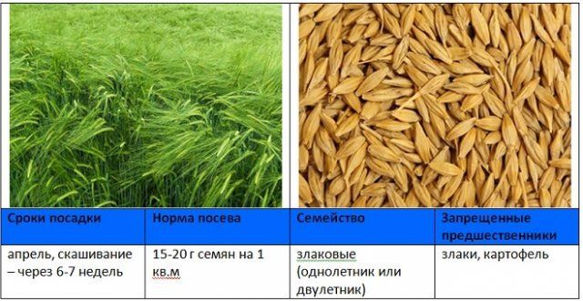 Когда и как правильно сеять сидераты – вся информация в одной статье 