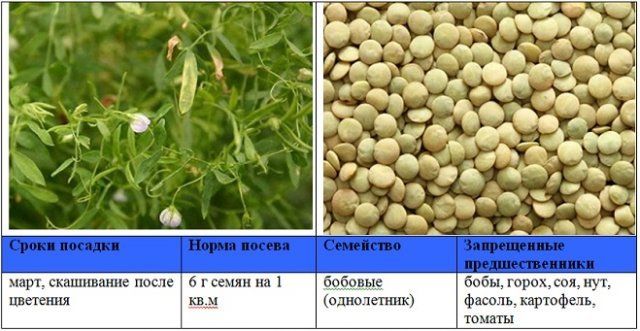 Когда и как правильно сеять сидераты – вся информация в одной статье 