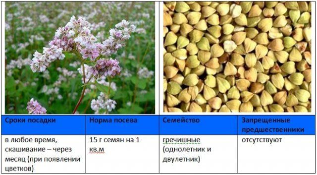Когда и как правильно сеять сидераты – вся информация в одной статье 