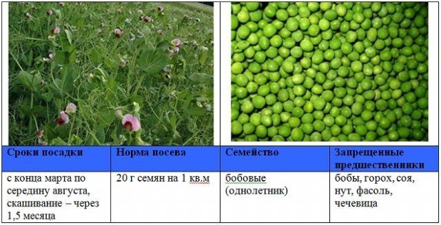 Когда и как правильно сеять сидераты – вся информация в одной статье 