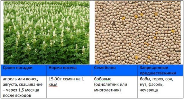 Когда и как правильно сеять сидераты – вся информация в одной статье 