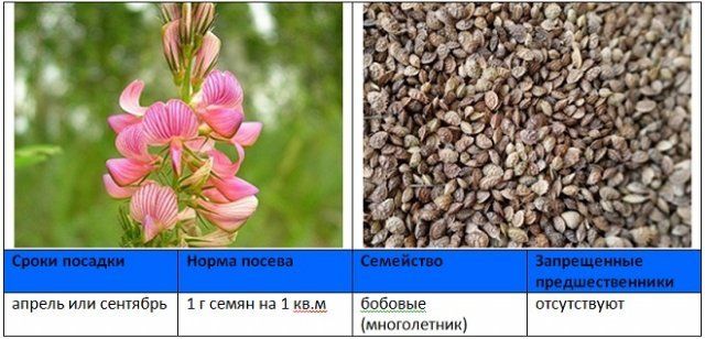 Когда и как правильно сеять сидераты – вся информация в одной статье 