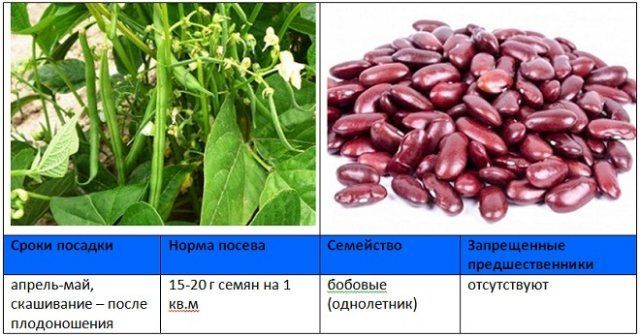 Когда и как правильно сеять сидераты – вся информация в одной статье 