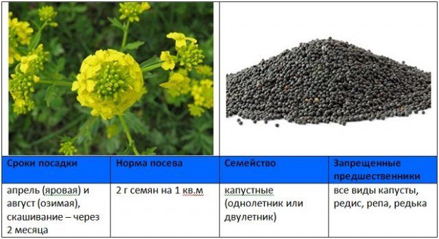 Когда и как правильно сеять сидераты – вся информация в одной статье 