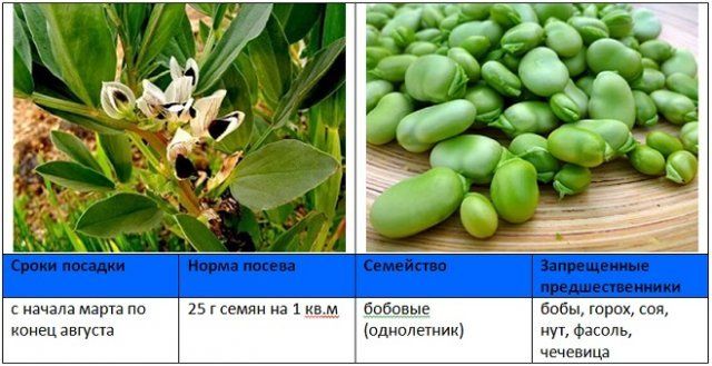 Когда и как правильно сеять сидераты – вся информация в одной статье 