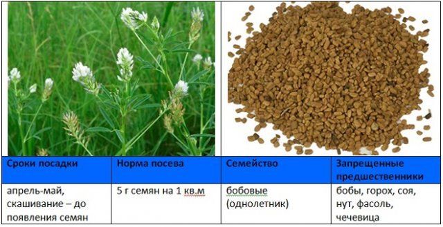 Когда и как правильно сеять сидераты – вся информация в одной статье 