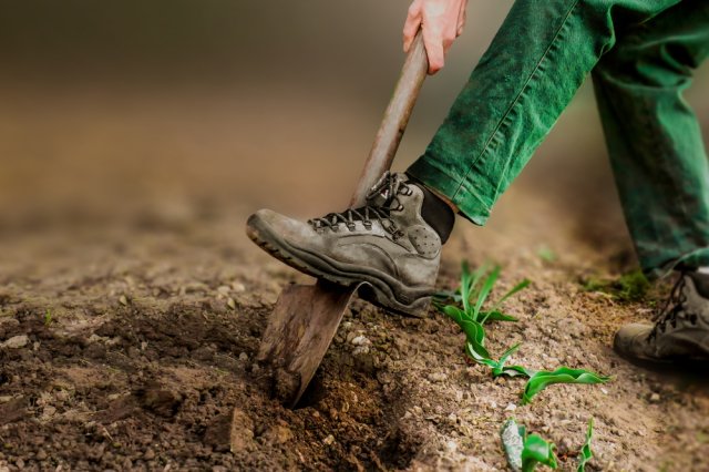 Когда и как сажать яровой чеснок