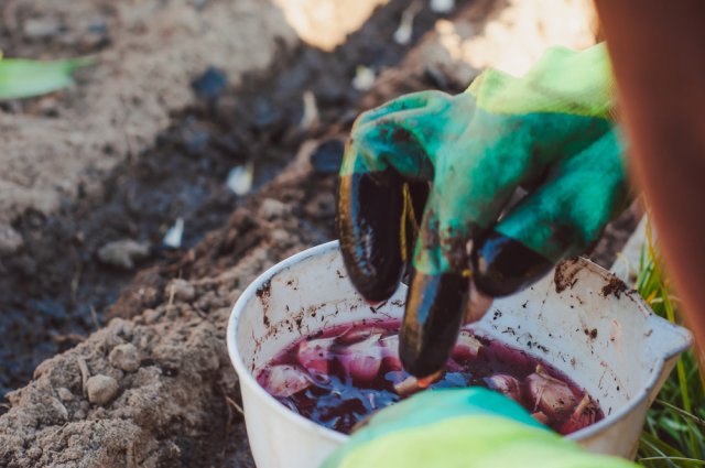 Когда и как сажать яровой чеснок