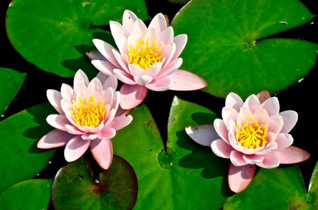 Когда и как возвращать с зимовки водные растения 