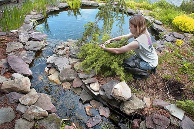 Когда и как возвращать с зимовки водные растения 