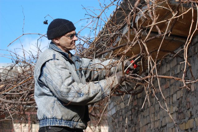 Когда нужно обрезать лозу на винограде 