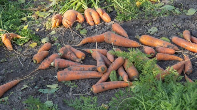 Когда убирать морковь и как сделать это правильно, чтобы урожай долго хранился 