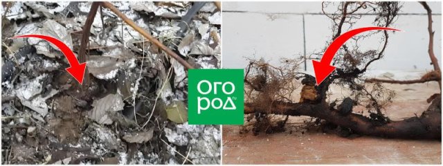 Корневой рак малины – как опознать и избавиться 