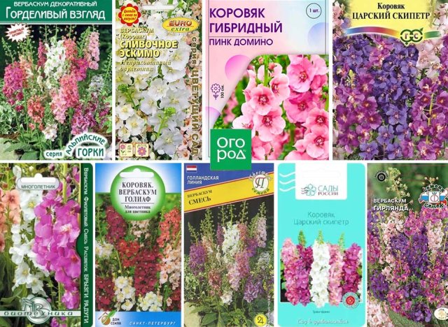 Коровяк (царский скипетр): выращивание, уход и самые красивые сорта 