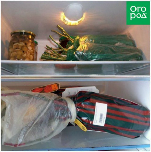 Купили розы, а они пошли в рост – что делать 
