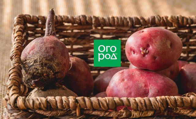 Лобио на зиму – лучшие рецепты 