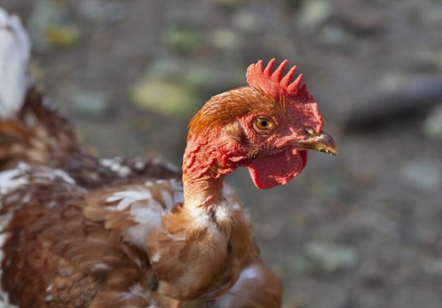 Лучшие породы кур для дачи 