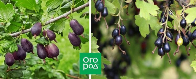 Лучшие сорта йошты 