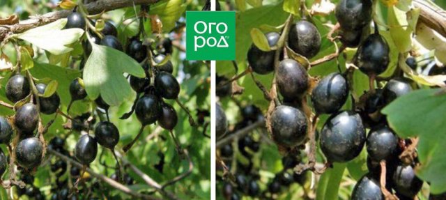 Лучшие сорта йошты 