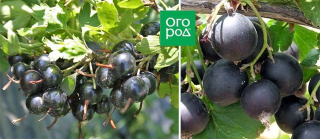 Лучшие сорта йошты 