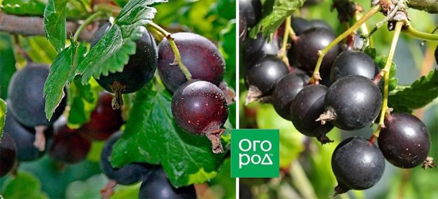Лучшие сорта йошты 