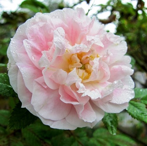 Лучшие сорта парковых роз: фото, названия, описания, советы по уходу 