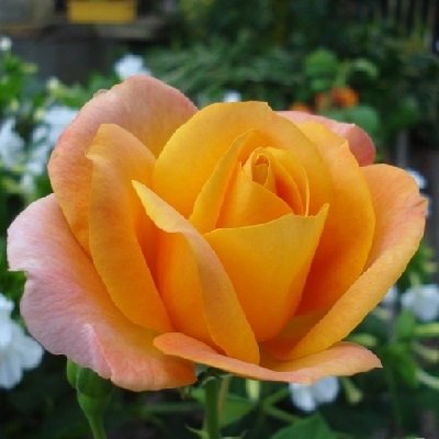 Лучшие сорта парковых роз: фото, названия, описания, советы по уходу 