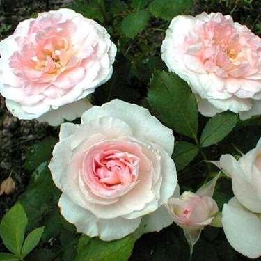 Лучшие сорта парковых роз: фото, названия, описания, советы по уходу 