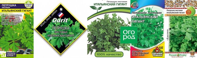 Лучшие сорта петрушки – корневой и листовой 