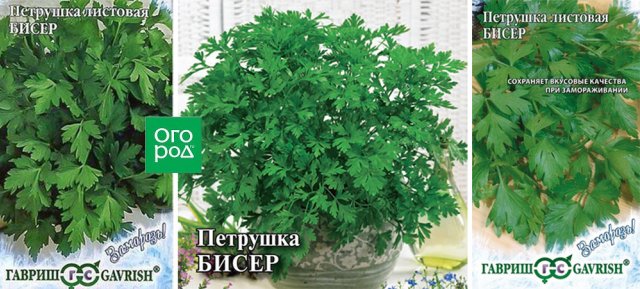 Лучшие сорта петрушки – корневой и листовой 
