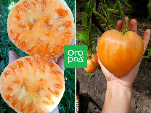 Лучшие сорта томатов от самых ранних до поздних, по мнению коллекционера 