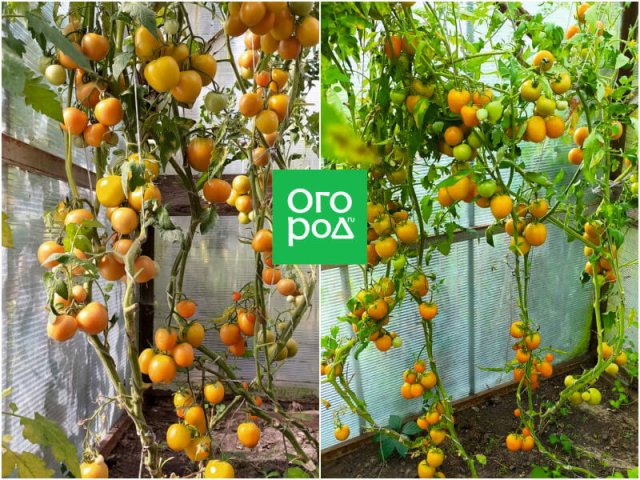 Лучшие сорта томатов от самых ранних до поздних, по мнению коллекционера 