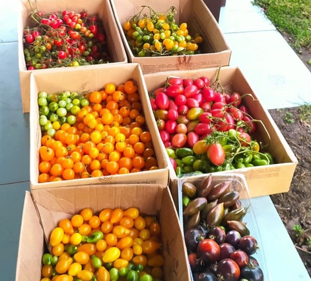 Лучшие сорта томатов от самых ранних до поздних, по мнению коллекционера 