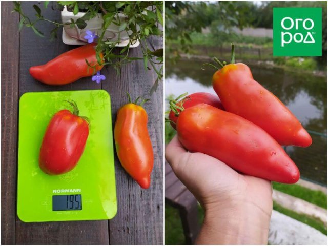 Лучшие сорта томатов от самых ранних до поздних, по мнению коллекционера 