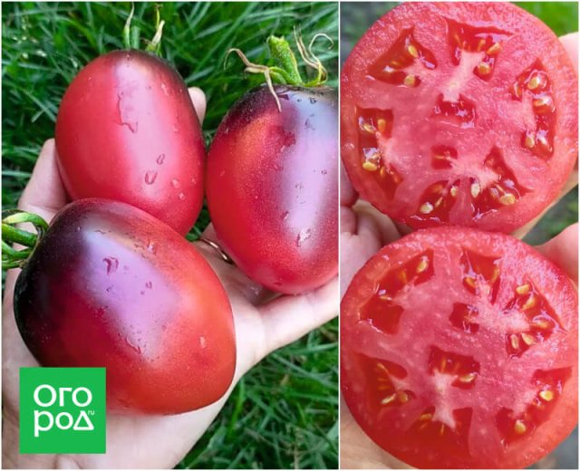 Лучшие сорта томатов от самых ранних до поздних, по мнению коллекционера 