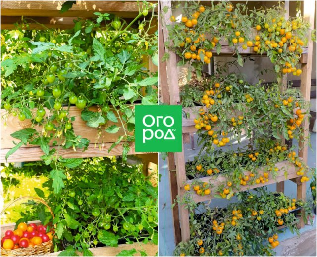 Лучшие сорта томатов от самых ранних до поздних, по мнению коллекционера 