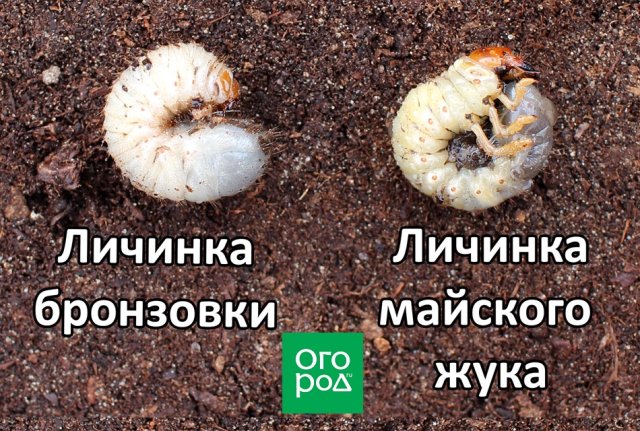 Майские жуки на участке – как уберечь растения от вредителя 