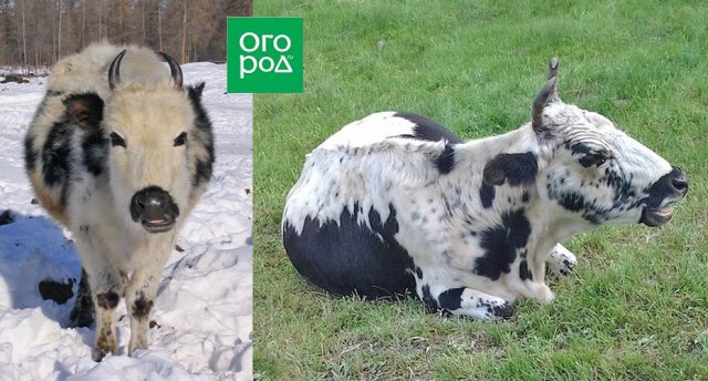 Мини-коровы – декоративная забава или новая тенденция в животноводстве? 