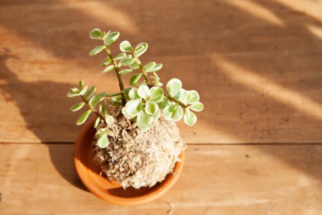 Моховой шар кокэдама – что такое "бонсай бедняка" 