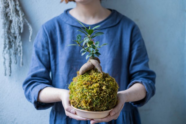 Моховой шар кокэдама – что такое "бонсай бедняка" 