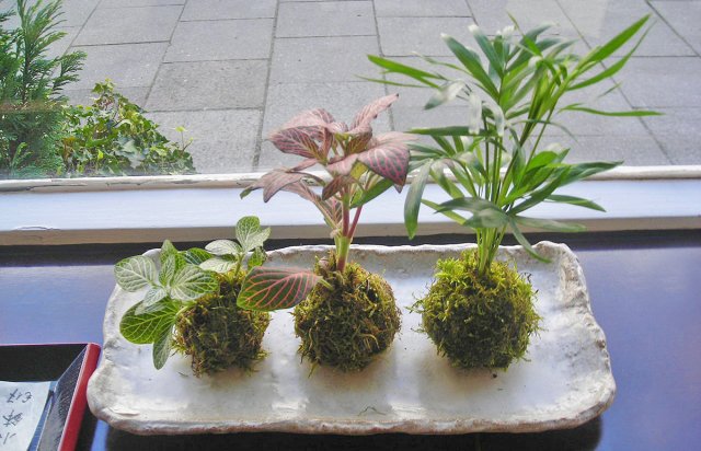 Моховой шар кокэдама – что такое "бонсай бедняка" 