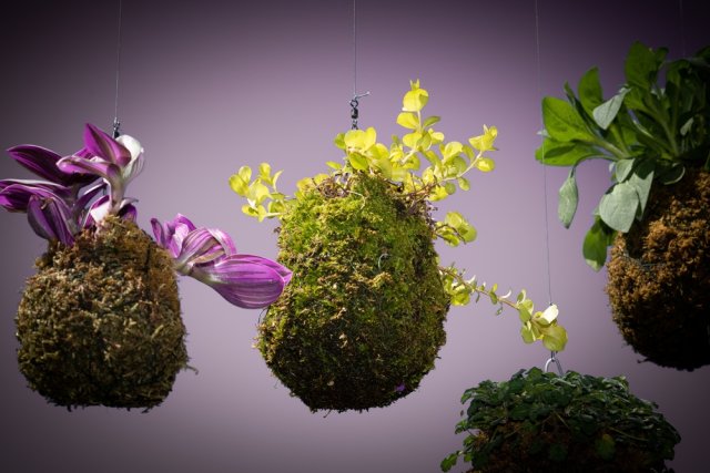 Моховой шар кокэдама – что такое "бонсай бедняка" 