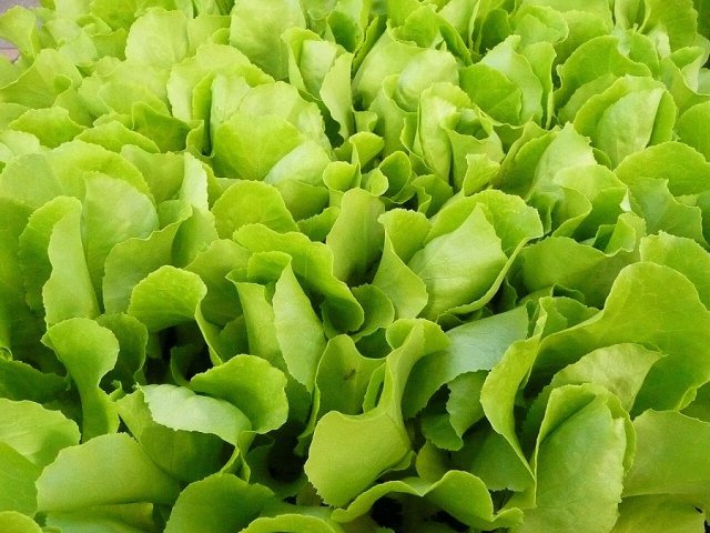 Моя первая грядка: самая простая и быстрорастущая зелень для начинающих дачников 