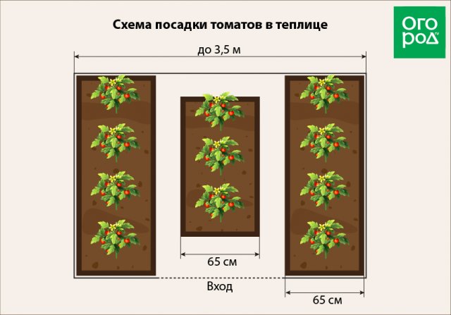 На каком расстоянии сажать помидоры в теплице и открытом грунте (схемы) 